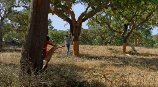 Affiche du film : Les Saisons