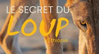 Affiche du film : Le Secret du Loup d’Éthiopie