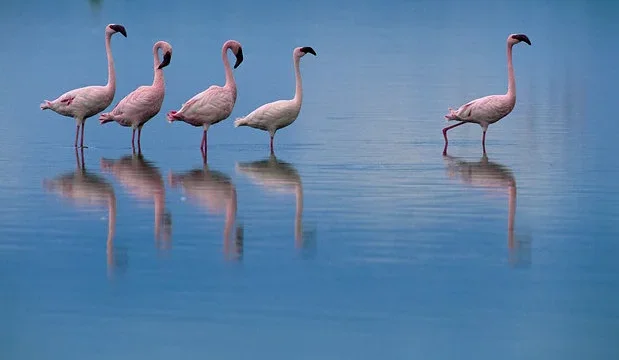 Affiche du film : Les Ailes pourpres : Le mystère des flamants